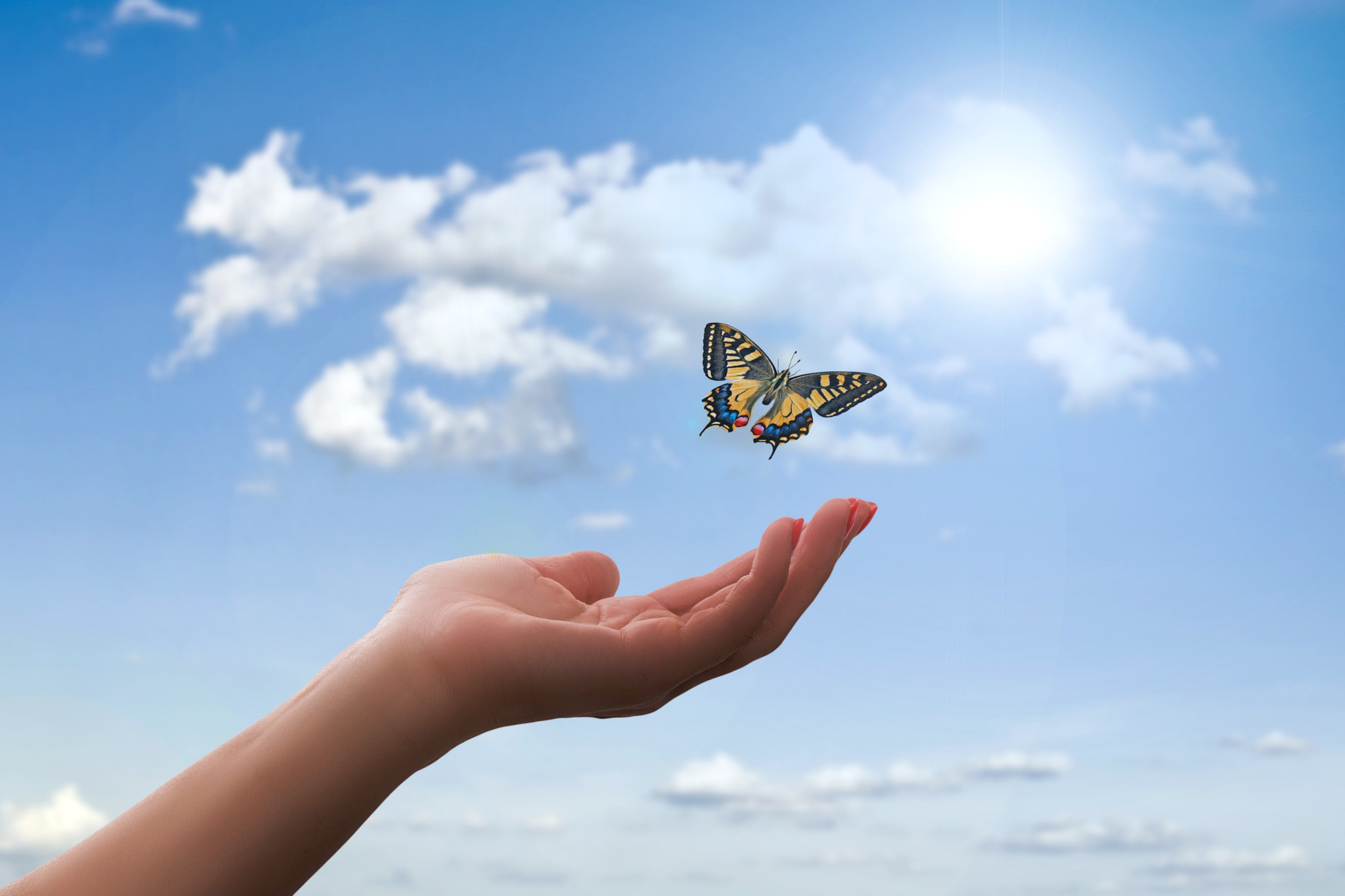 Schmetterling fliegt von Hand