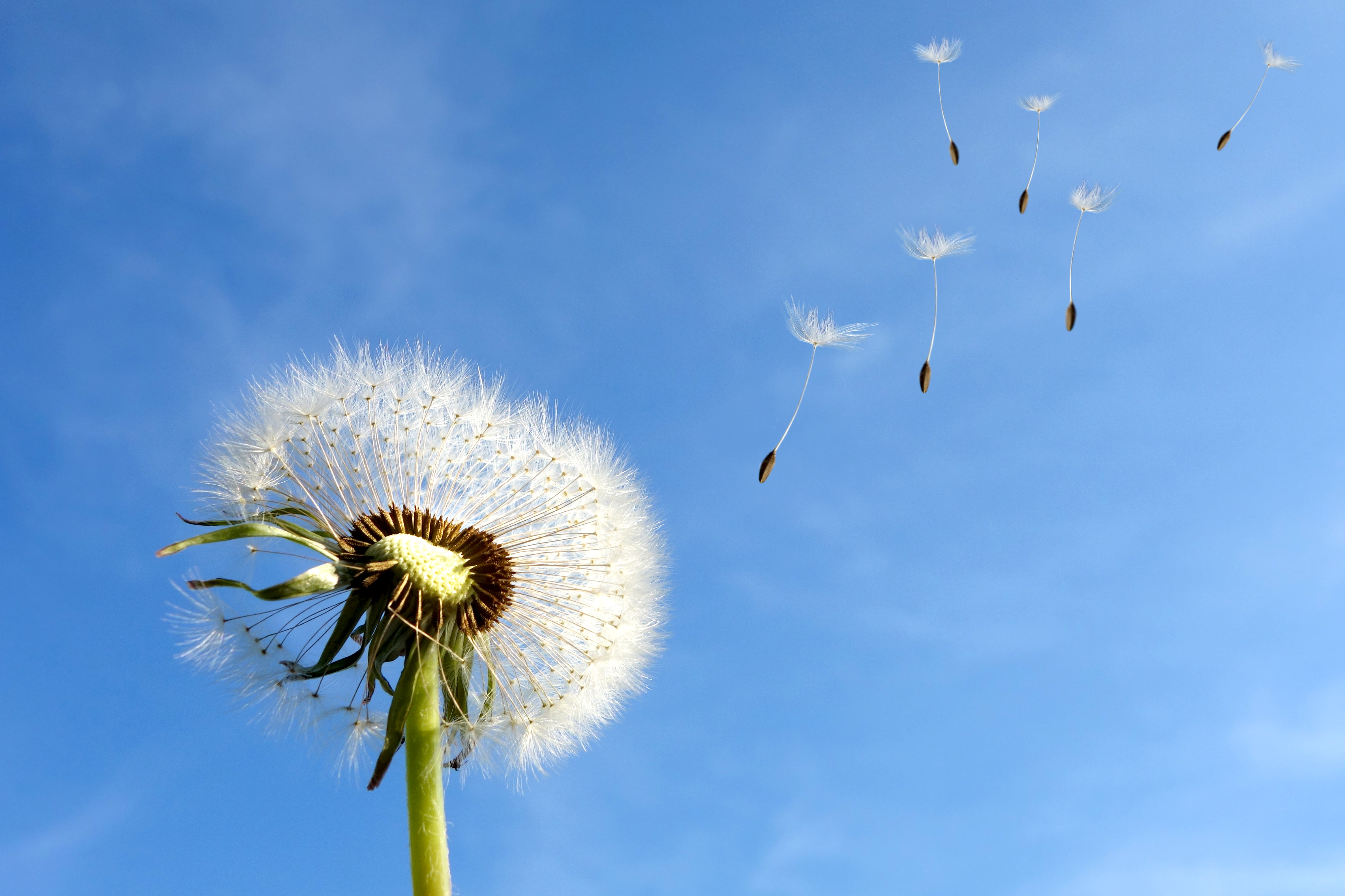 Pusteblume