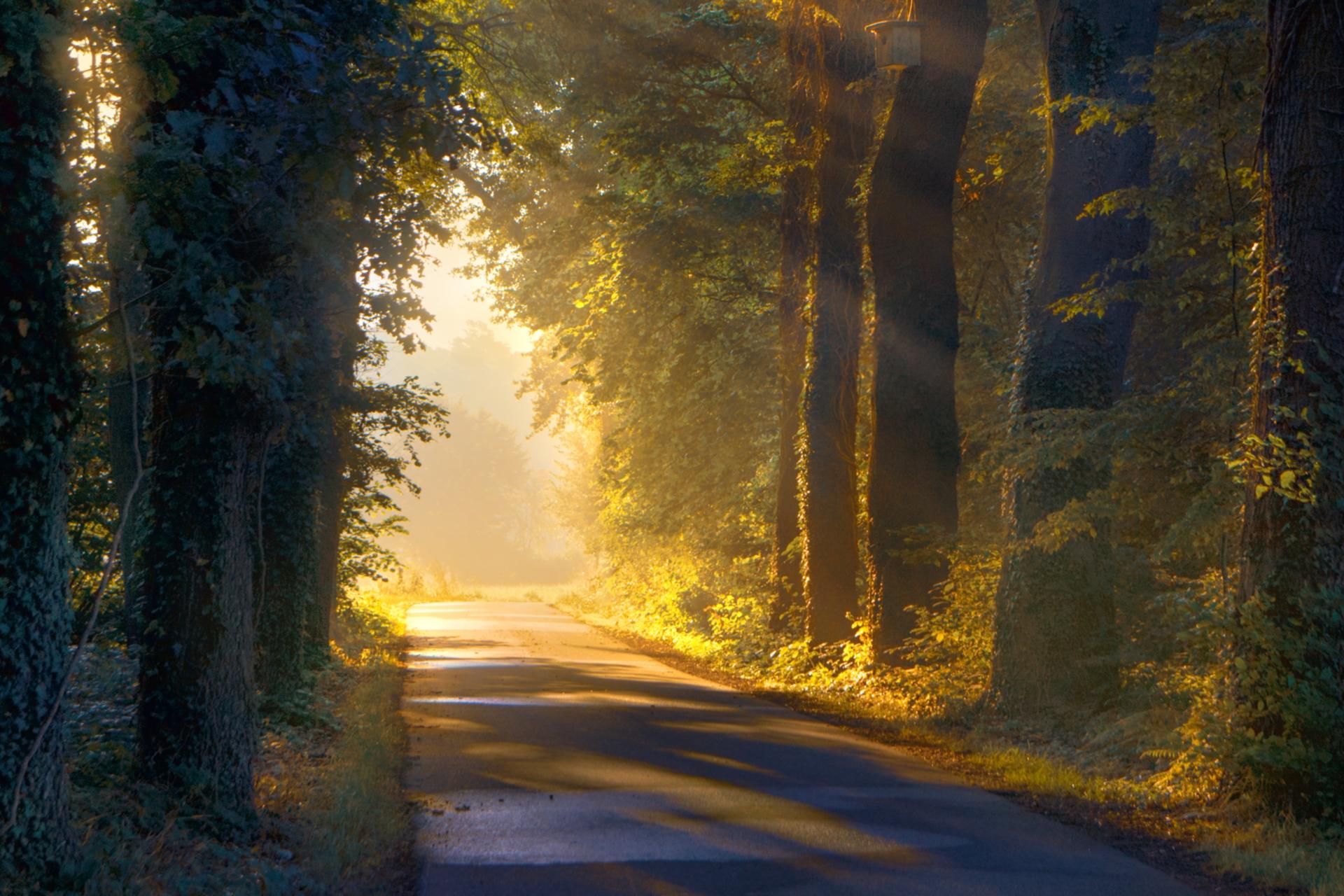 Weg im Wald