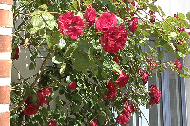 Rosen
