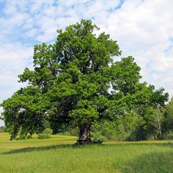 Eiche EIche