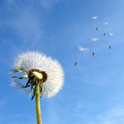 Pusteblume Pusteblume
