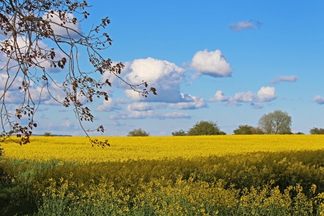 Rapsfeld in Mecklenburg-Vorpommern